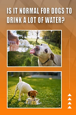 Is It Normal For Dogs To Drink A Lot Of Water