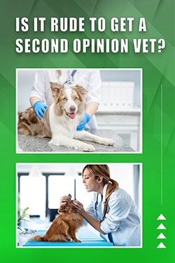 Is It Rude To Get A Second Opinion Vet