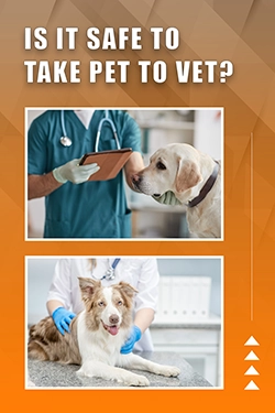 Is It Safe To Take Pet To Vet