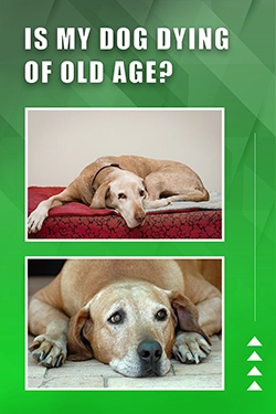 Is My Dog Dying Of Old Age