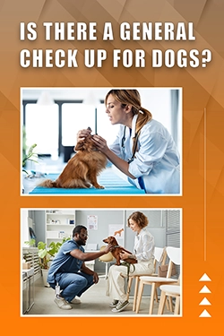 Is There A General Check Up For Dogs