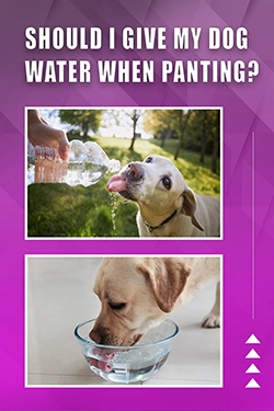 Should I Give My Dog Water When Panting