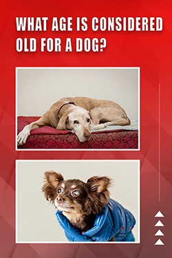 What Age Is Considered Old For A Dog