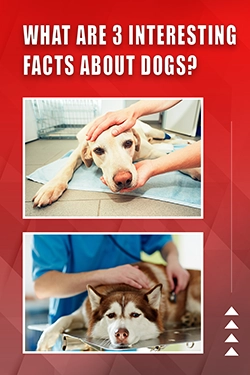 What Are 3 Interesting Facts About Dogs