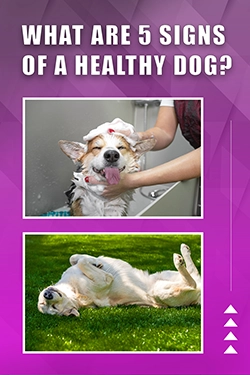 What Are 5 Signs Of A Healthy Dog
