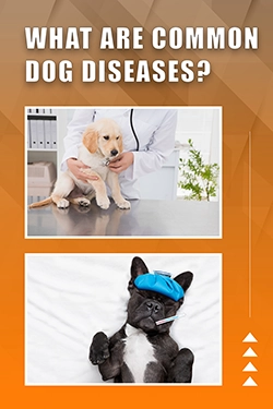 What Are Common Dog Diseases