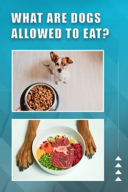 What Are Dogs Allowed To Eat