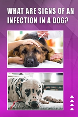 What Are Signs Of An Infection In A Dog