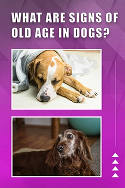 What Are Signs Of Old Age In Dogs
