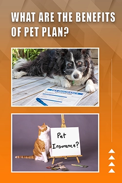 What Are The Benefits Of Pet Plan