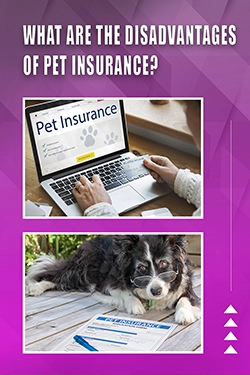 What Are The Disadvantages Of Pet Insurance