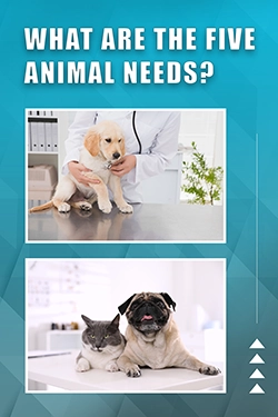 What Are The Five Animal Needs