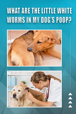 Top 10 Questions About Dogs Health Issues