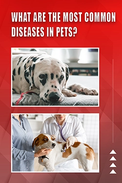 What Are The Most Common Diseases In Pets