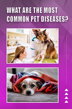 What Are The Most Common Pet Diseases