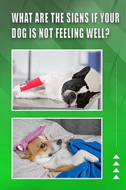 What Are The Signs If Your Dog Is Not Feeling Well