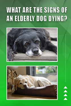 What Are The Signs Of An Elderly Dog Dying