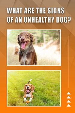 What Are The Signs Of An Unhealthy Dog