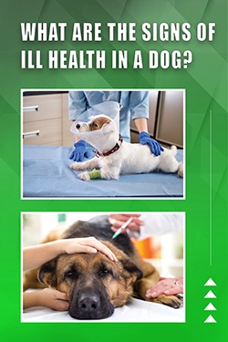 What Are The Signs Of Ill Health In A Dog
