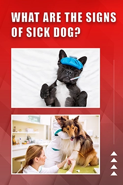 What Are The Signs Of Sick Dog