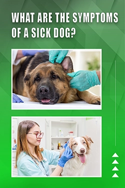 What Are The Symptoms Of A Sick Dog