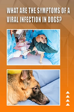 What Are The Symptoms Of A Viral Infection In Dogs