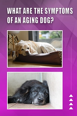 What Are The Symptoms Of An Aging Dog