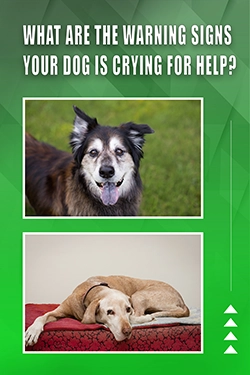 What Are The Warning Signs Your Dog Is Crying For Help