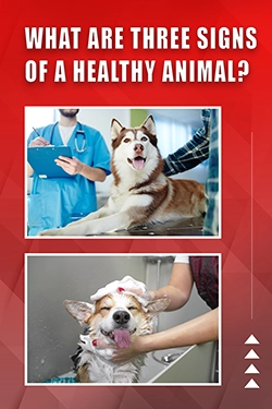 What Are Three Signs Of A Healthy Animal
