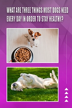 What Are Three Things Most Dogs Need Every Day In Order To Stay Healthy