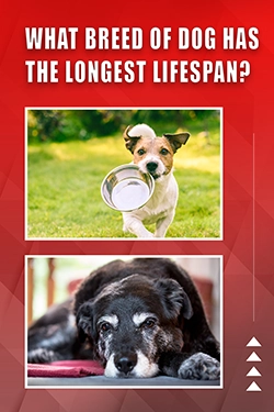 What Breed Of Dog Has The Longest Lifespan