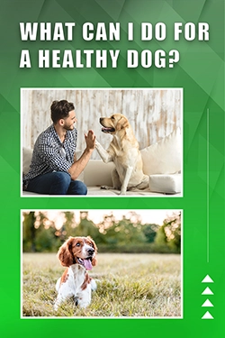 What Can I Do For A Healthy Dog