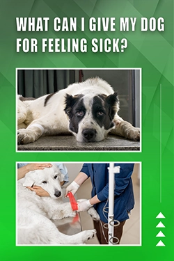 What Can I Give My Dog For Feeling Sick