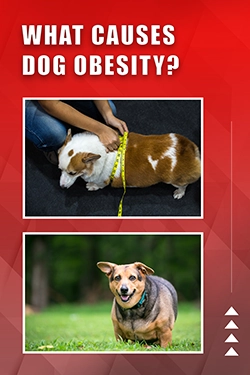 What Causes Dog Obesity