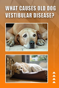 What Causes Old Dog Vestibular Disease