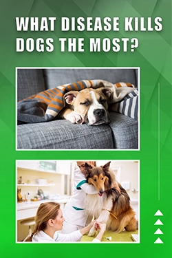 What Disease Kills Dogs The Most