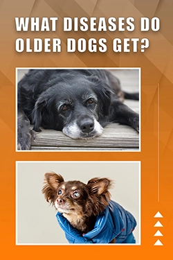 What Diseases Do Older Dogs Get