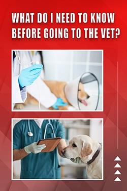 What Do I Need To Know Before Going To The Vet