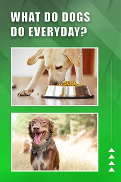 What Do Dogs Do Everyday