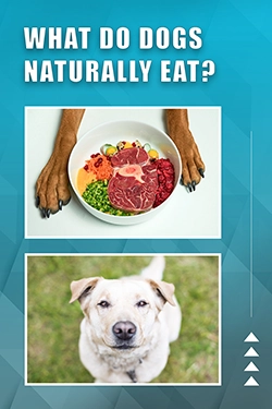 What Do Dogs Naturally Eat