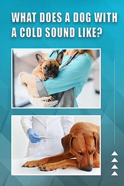 What Does A Dog With A Cold Sound Like