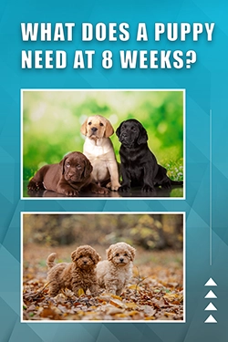 What Does A Puppy Need At 8 Weeks