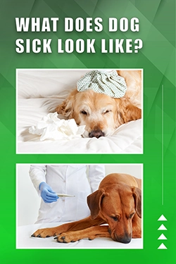 What Does Dog Sick Look Like