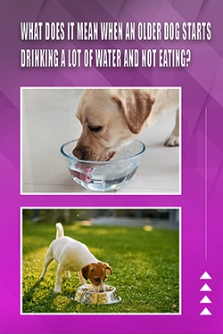 What Does It Mean When An Older Dog Starts Drinking A Lot Of Water And Not Eating