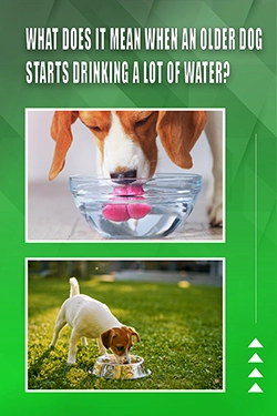 What Does It Mean When An Older Dog Starts Drinking A Lot Of Water