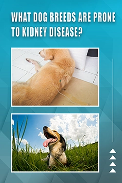 What Dog Breeds Are Prone To Kidney Disease