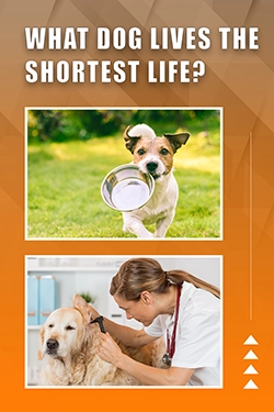 What Dog Lives The Shortest Life