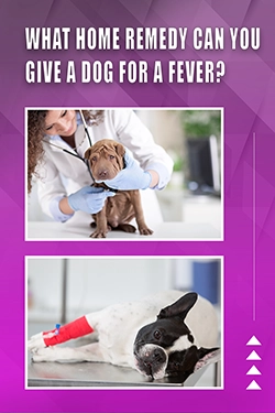 What Home Remedy Can You Give A Dog For A Fever