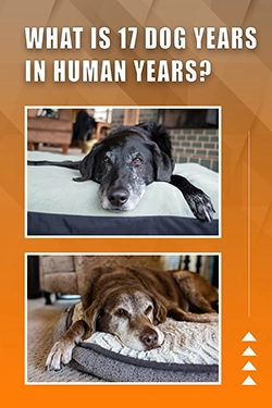 What Is 17 Dog Years In Human Years