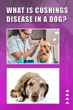 What Is Cushing's Disease In A Dog